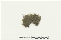 藏品(爪哇扁萼蘚)的圖片